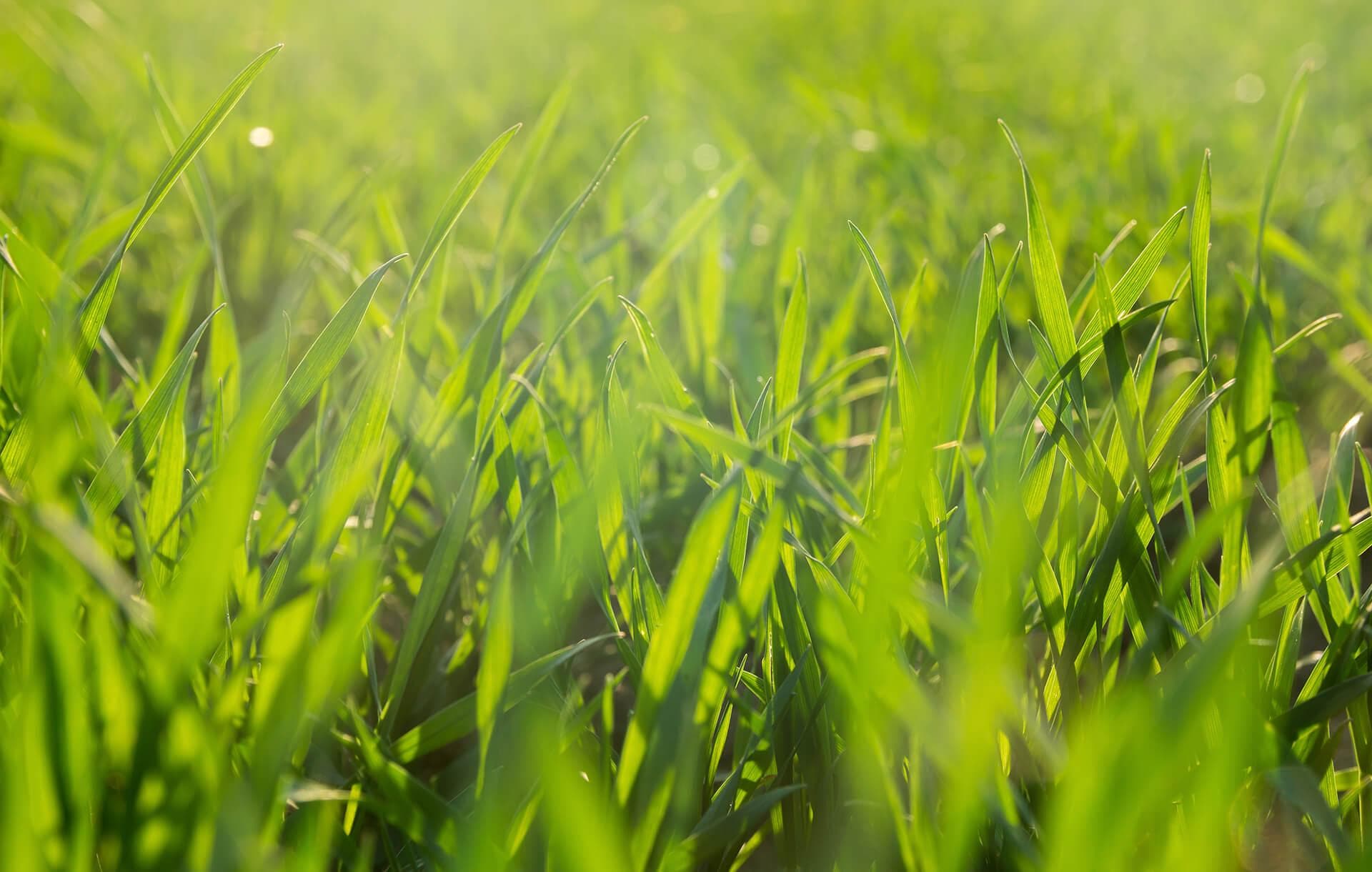 Best Strategies for Growing Grass Seed in the Spring